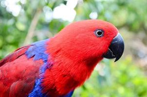 lindo vermelho papagaio foto