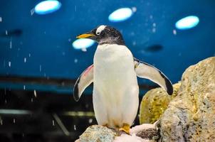 pinguins às a jardim zoológico foto