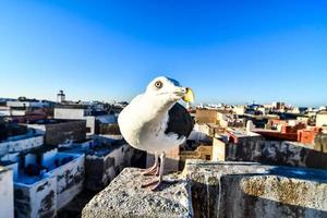 gaivota em marrocos foto