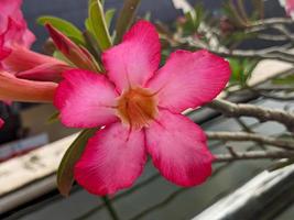 uma fechar acima do adenium obesum flor. vermelho e fresco. para flor fundo ou papel de parede foto