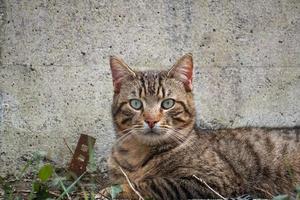 retrato de gato vadio cinza foto