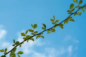 folhas verdes da árvore na primavera foto