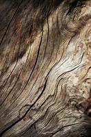 detalhe de madeira seca foto