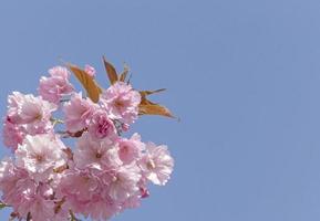 ramo do Rosa japonês cereja árvore florescendo foto