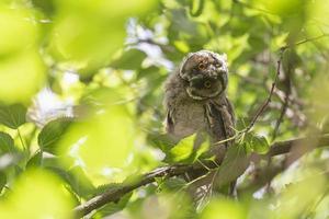 coruja sentado em ramo do árvore entre verde folhagem foto