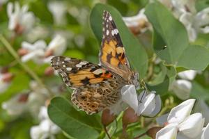 pintado senhora borboleta sentado em acácia árvore às verão foto