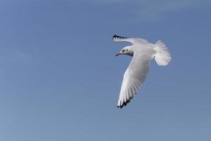 comum gaivota vôo dentro uma azul céu foto