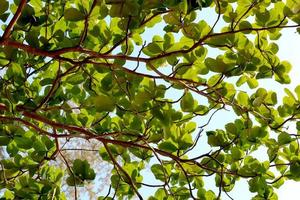 debaixo olhando Visão em árvore folhas, debaixo Visão em a verde folhas fundo, verde folhas dentro a natural fundo, natureza em luz solar. foto