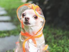 Castanho curto cabelo chihuahua cachorro vestindo chuva casaco de capuz sentado dentro a jardim. foto