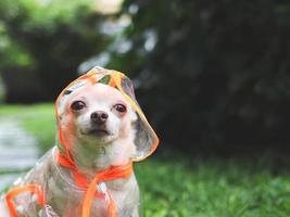 Castanho curto cabelo chihuahua cachorro vestindo chuva casaco de capuz sentado dentro a jardim. foto