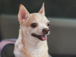 feliz Castanho curto cabelo chihuahua cachorro em pé dentro animal transportadora mochila com aberto janelas dentro carro assento. seguro viagem com animais de estimação conceito. foto