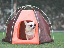 cachorro chihuahua de cabelo curto castanho usando óculos escuros sentado dentro da barraca de acampamento laranja na grama verde, ao ar livre, olhando para longe. conceito de viagens para animais de estimação. foto