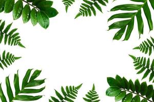 quadro de folhas de palmeira tropical em um fundo branco foto