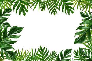 quadro de folhas de palmeira tropical em um fundo branco foto