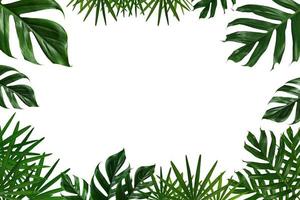 quadro de folhas tropicais verdes em fundo branco foto