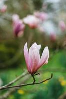 lindo magnólia flores dentro Alemanha foto