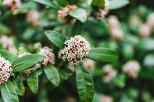 skimmia japonesa, a japonês skimmia é uma espécies do floração plantar dentro a família rutaceae foto