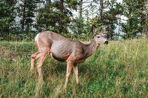 veado desfrutando alguns Relva dentro alberta, Canadá foto