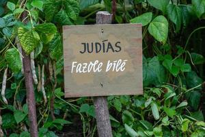 inscrição dentro espanhol e tcheco em de madeira borda dentro a jardim. em formação placa e inscrição branco feijões. vegetal jardim. foto