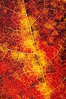 folha vermelha de outono foto