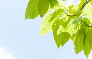 verde folha folhas brotamento dentro a Primavera para plano de fundo, em a Primavera natural fundo com a céu e folhas foto