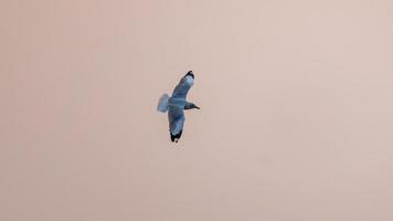 morena gaivota vôo dentro para a céu foto