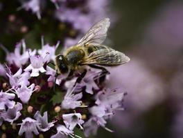 abelha em uma flor de violeta foto
