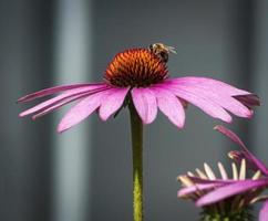 abelha em flor de equinácea foto