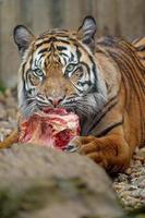 sumatra tigre comendo carne foto