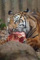 sumatra tigre comendo carne foto