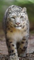 retrato de leopardo da neve foto