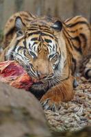 sumatra tigre comendo carne foto