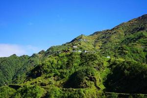 vegetação himalaia montanha alcance do Sikkim foto