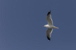 gaivota vôo dentro uma Claro azul céu foto