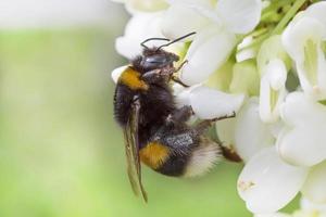 abelha sentado em branco florescendo do acácia árvore foto