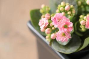 lindo Rosa kalanchoe ou flamejante Katy flor foto