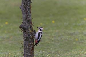 pica-pau sentado em tronco do árvore contra verde Relva foto