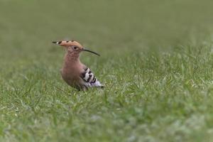 eurasian poupa sentado dentro verde Relva foto