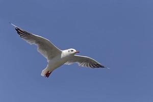 gaivota vôo dentro uma Claro azul céu foto