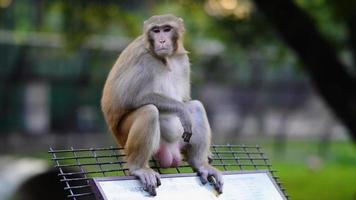 triste pequeno macaco é sentado dentro a parque foto