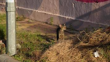 selvagem gato encarando a parte, de lado imagem foto