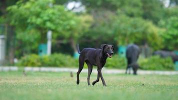 rua Preto cachorro corrida em Relva foto