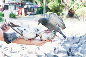 Pombo comendo a partir de mulher mão em a parque, alimentando pombos dentro a parque às a dia tempo, alimentação a pássaros foto