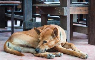 cachorro tailandês brown solitário deitado no chão foto