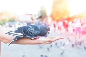 pombo comendo da mão da mulher no parque, alimentando pombos no parque durante o dia foto