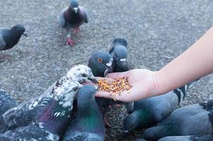 pombo comendo da mão da mulher no parque, alimentando pombos no parque durante o dia foto