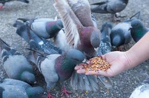 pombo comendo da mão da mulher no parque, alimentando pombos no parque durante o dia foto