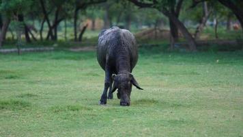 Preto colori búfalo comendo Relva dentro a parque foto