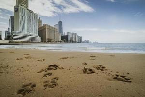 pata impressões em a de praia dentro Chicago. foto