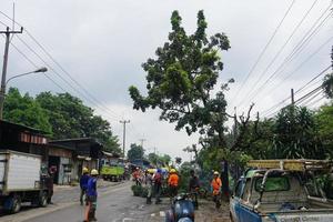 bogor, Indonésia, 2023 - uma número do trabalhadores estavam corte árvores foto